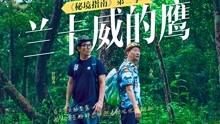 可爱小猫向上跳